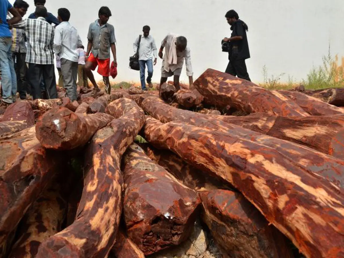 Sandalwood wood price hot sale